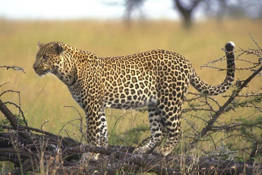 A leopard walking through a grassy field with sparse trees and a clear sky. 2