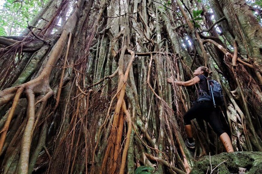 Moorea: Guided Hike Bounty 3 Pine Tree Adventure Park & Lunch 2