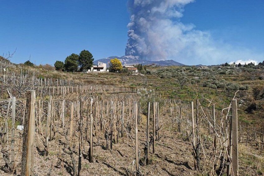 Vinmarker med rækker af vinstokke, en klar himmel og et fjerntliggende bjerg med en røgsøjle. 5