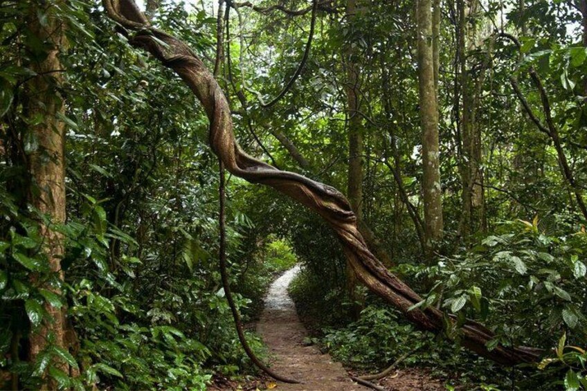 Un sentier forestier, avec un arbre tombé qui enjambe le chemin. 1