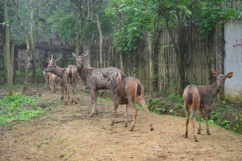 A group of deer in a forested area with a dirt path. 3