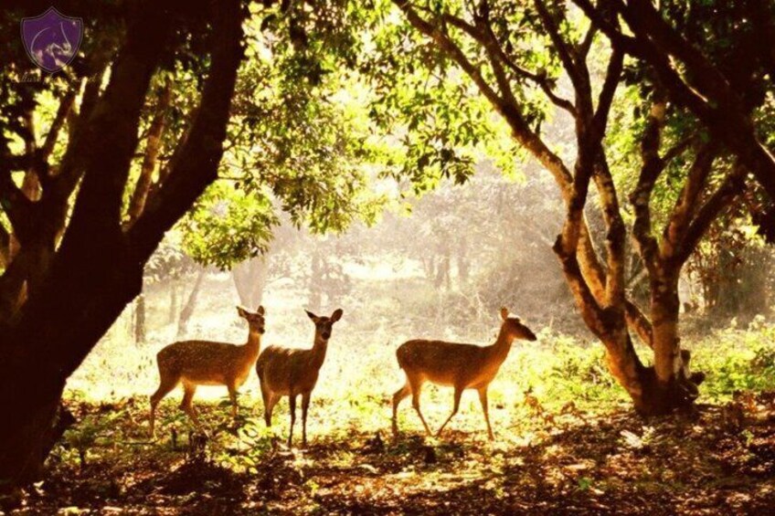 Three deer in a forest with sunlight filtering through the trees. 2