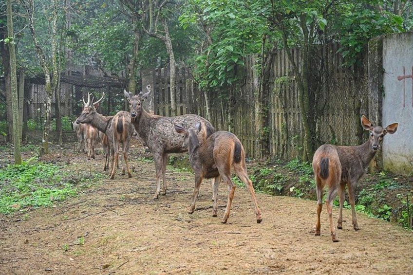 Un groupe de cerfs dans une zone boisée, le long d’un sentier de terre. 3
