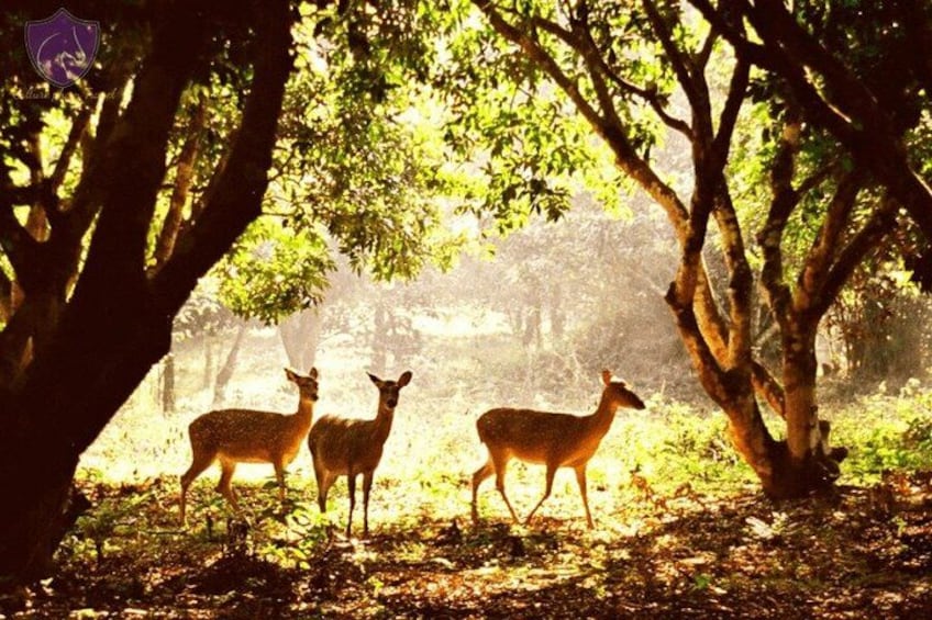 Trois cerfs dans une zone boisée, la lumière du soleil filtrant à travers les arbres. 2