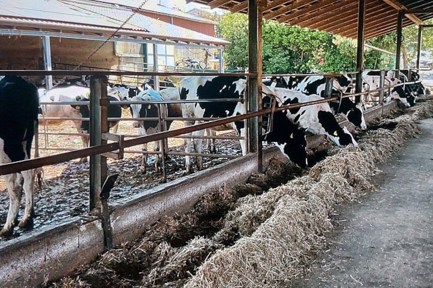 Des vaches dans une grange qui mangent du foin. 3
