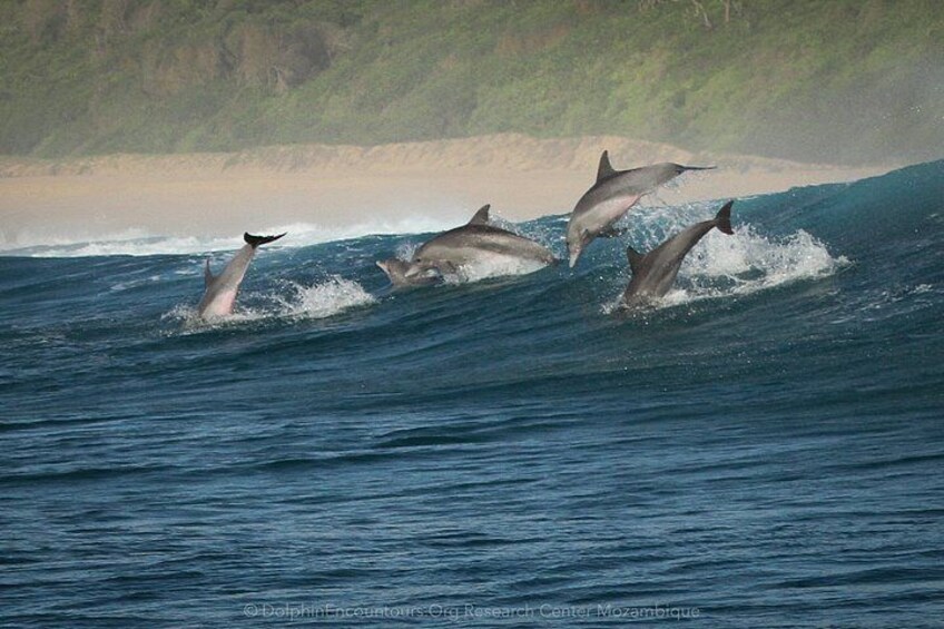 Ponta do Ouro: Swim with Wild Dolphins Experience 2