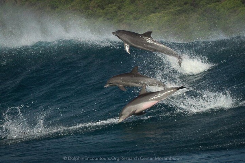 Ponta do Ouro: Swim with Wild Dolphins Experience 3
