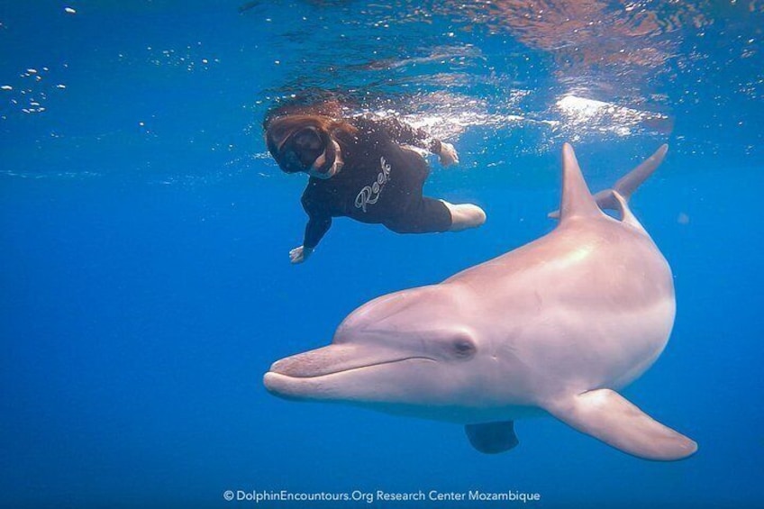 Ponta do Ouro: Swim with Wild Dolphins Experience 1