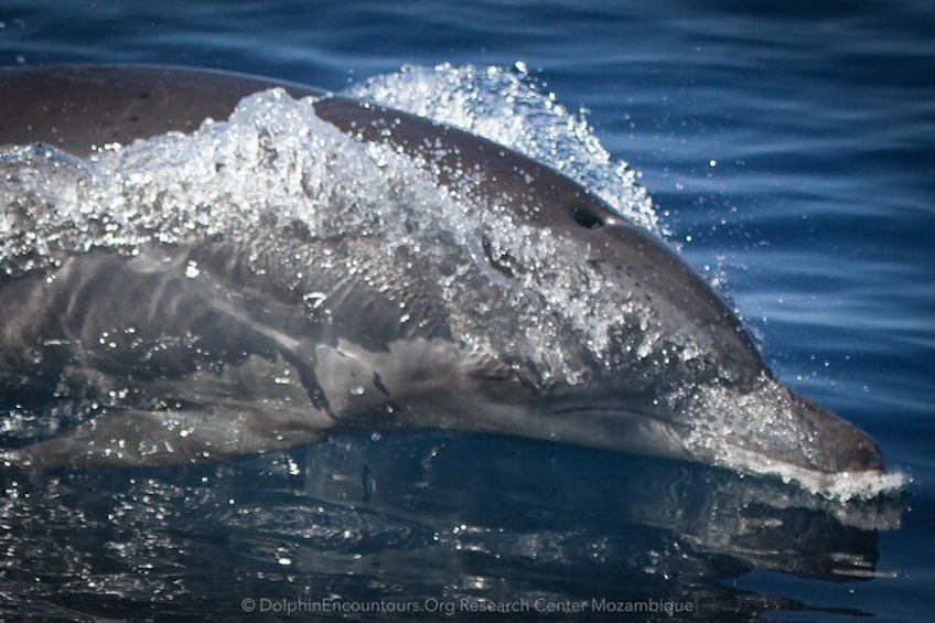Ponta do Ouro: Swim with Wild Dolphins Experience 4