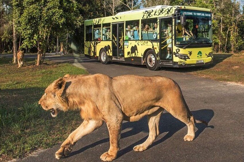 A lion walking on a road with a safari bus in the background. 3