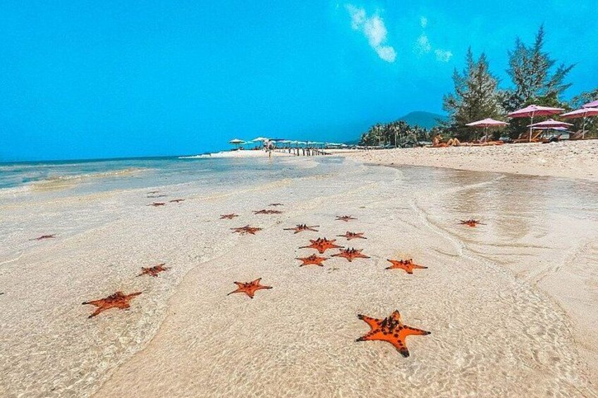 A beach with starfish on the sand and umbrellas in the background. 2