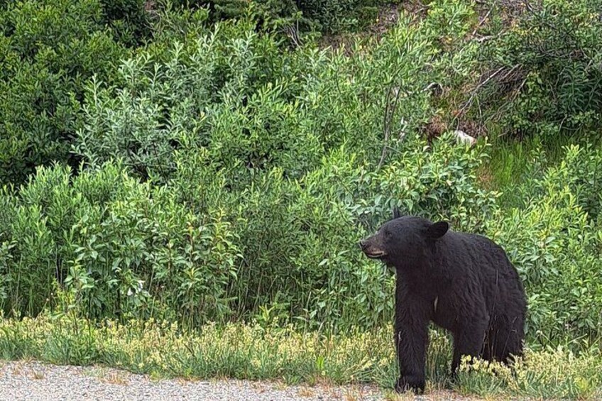 Summit Tour in Skagway 2