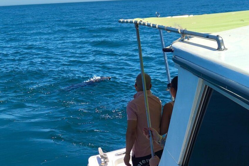 Estepona Boat Cruise: Dolphin Search, Swim, Drinks & Snacks 4
