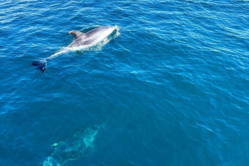 Estepona Boat Cruise: Dolphin Search, Swim, Drinks & Snacks 3