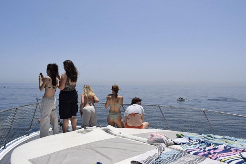 Estepona Boat Cruise: Dolphin Search, Swim, Drinks & Snacks 5