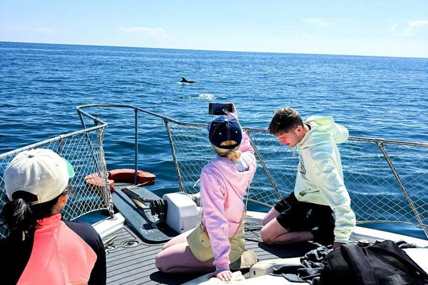 Estepona Boat Cruise: Dolphin Search, Swim, Drinks & Snacks 3