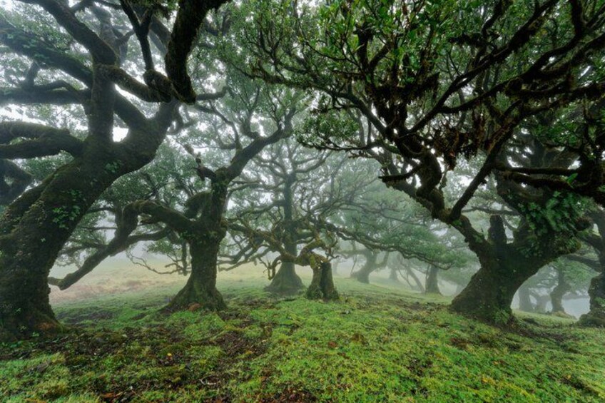 A forest with large trees covered in moss and fog. 1
