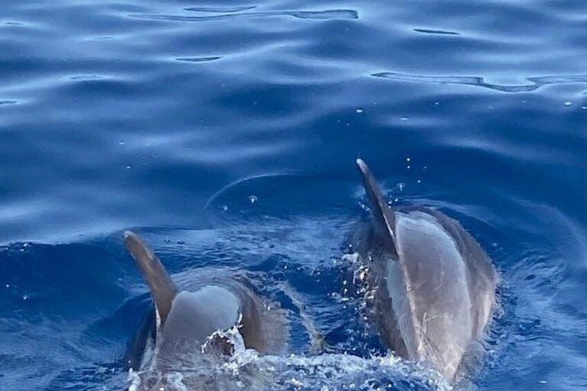 Private 6h Sailing Trip Alcudia - Formentor - All In 5