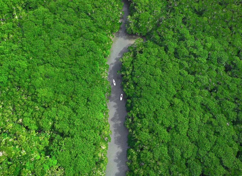 Picture 3 for Activity Ishigaki: Mangrove&Sunset Kayak/SUP with Drone & SLR footage 4