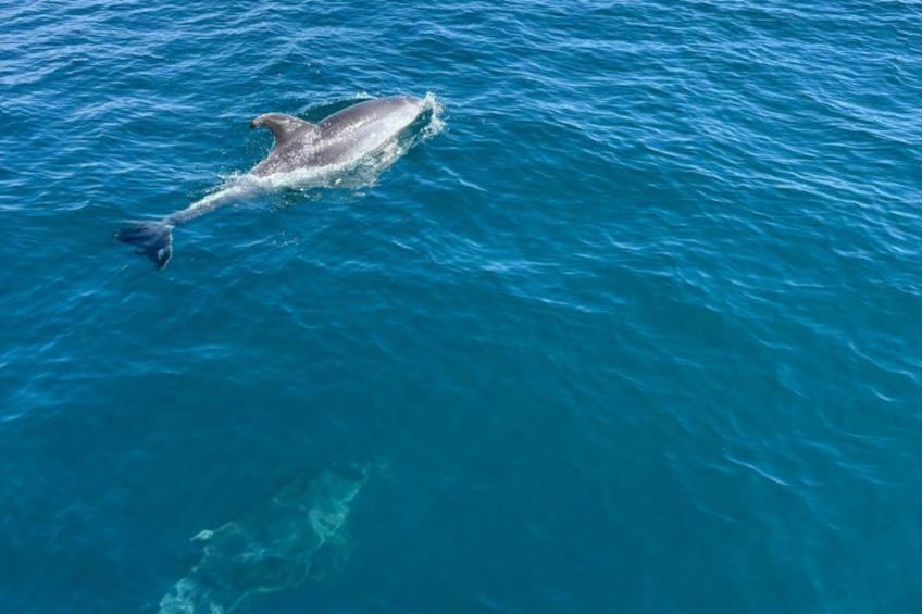 A dolphin swimming in the ocean. 3