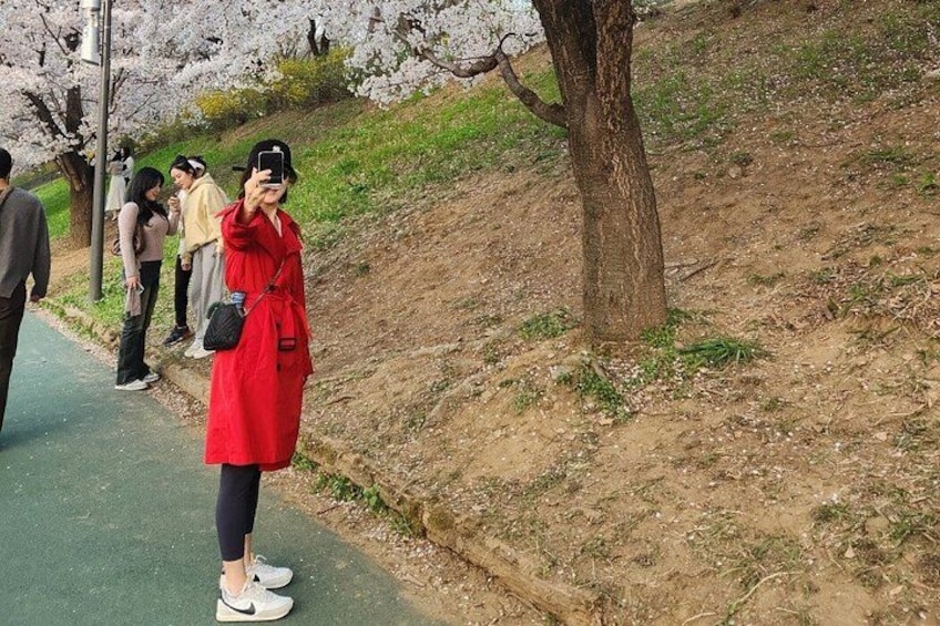 A person in a red coat taking a photo, a dirt path, and cherry blossom trees. 4