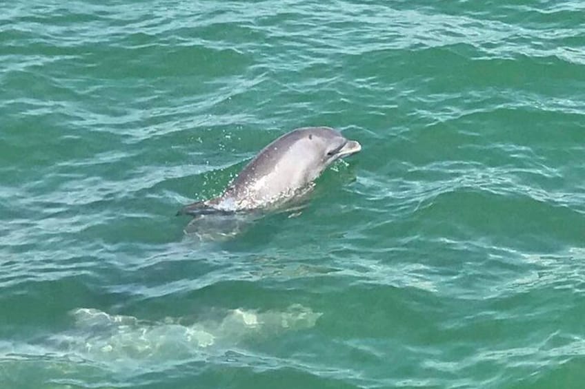 Dolphins Feeding 2