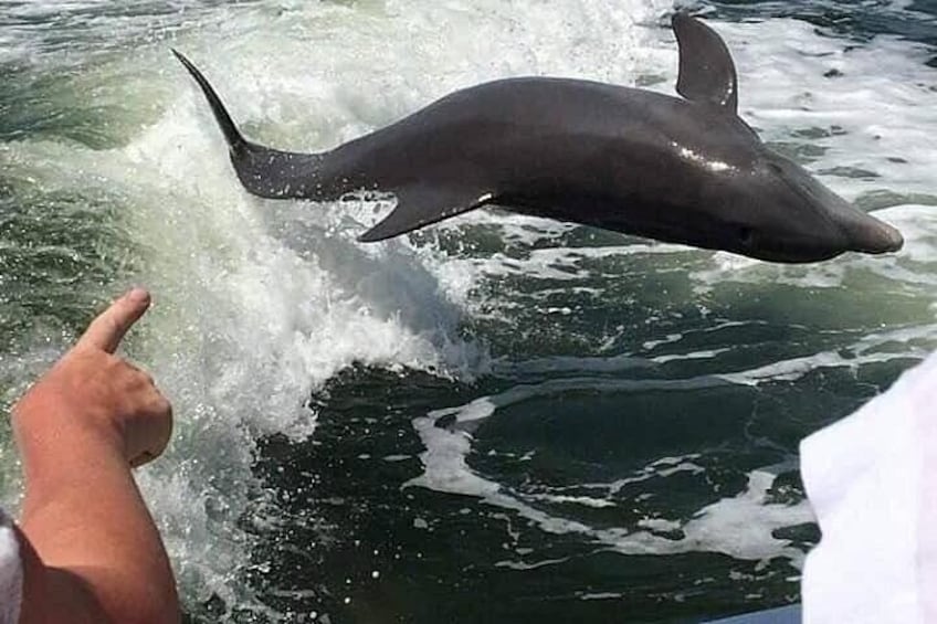 Dolphins playing so close to the boat you can almost touch them. 2