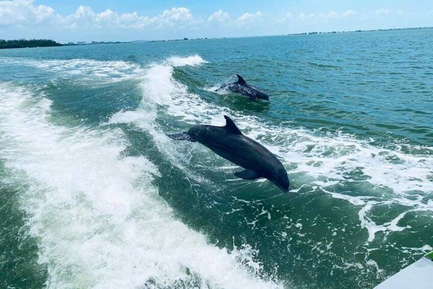 Dolphins Playing 2