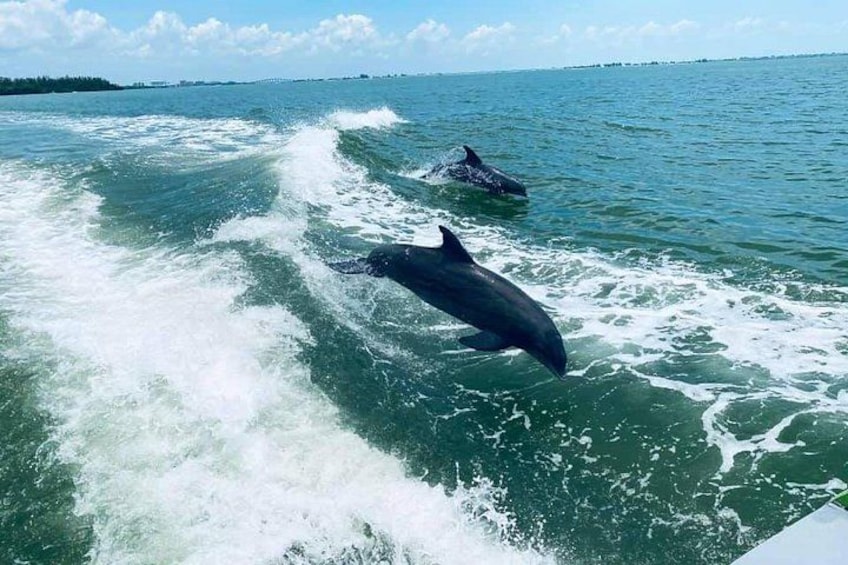Dolphins Playing 2