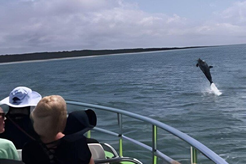 Myrtle Beach Dolphin Cruise 3