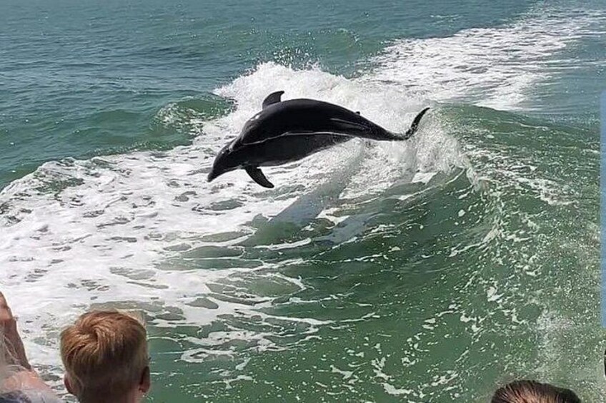 Seeing Dolphins through the eyes of a young child...Priceless! 1