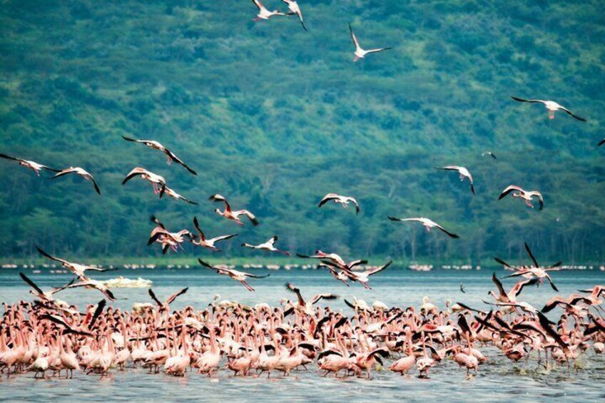A large flock of flamingos in a body of water with a forested background. 5