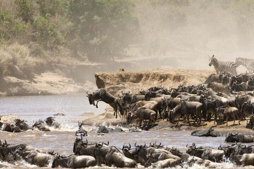 A herd of wildebeests crossing a river with a zebra in the background. 4