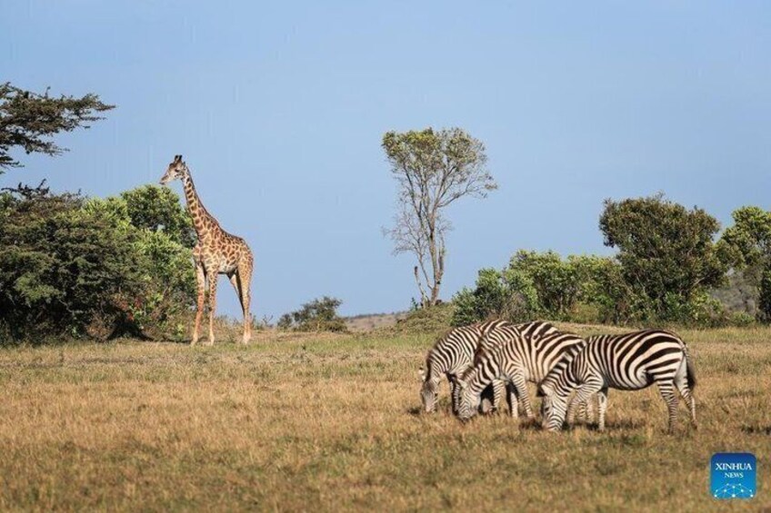 A giraffe and zebras in a grassy field with trees in the background. 3