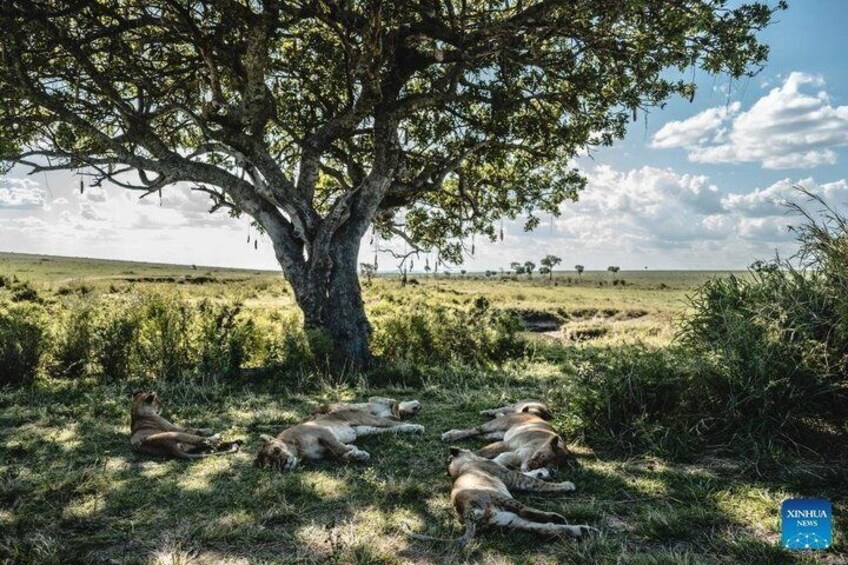 A tree with lions resting under its shade in a grassy field. 2