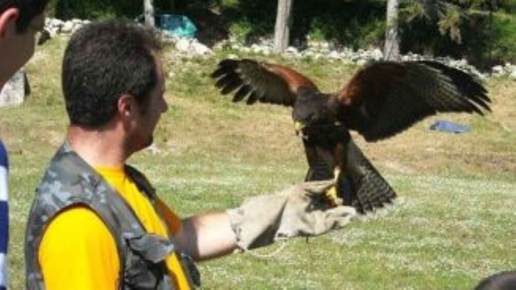 A person in a yellow shirt holding a bird of prey with outstretched wings. 3