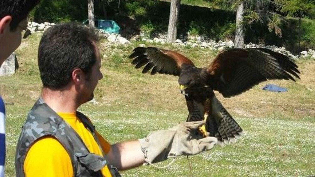 A person holding a large bird of prey with outstretched wings. 2