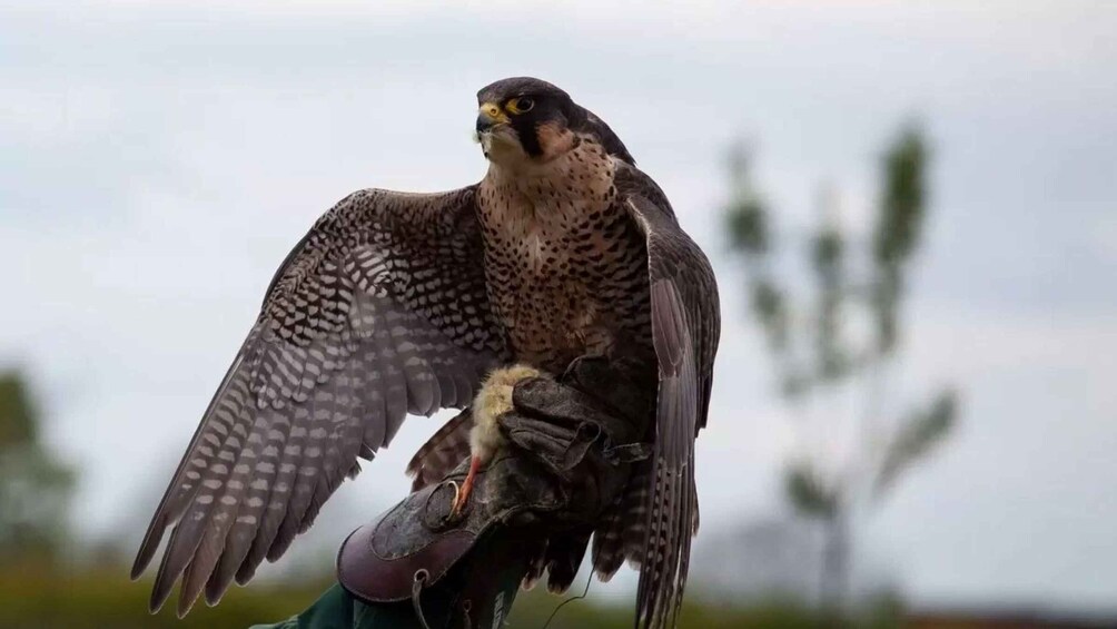 A bird of prey perched on a human hand. 1