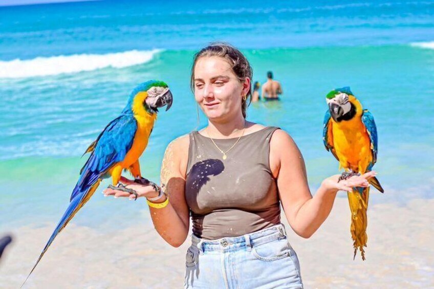 A person holding two colorful parrots on a beach with ocean waves in the background. 3
