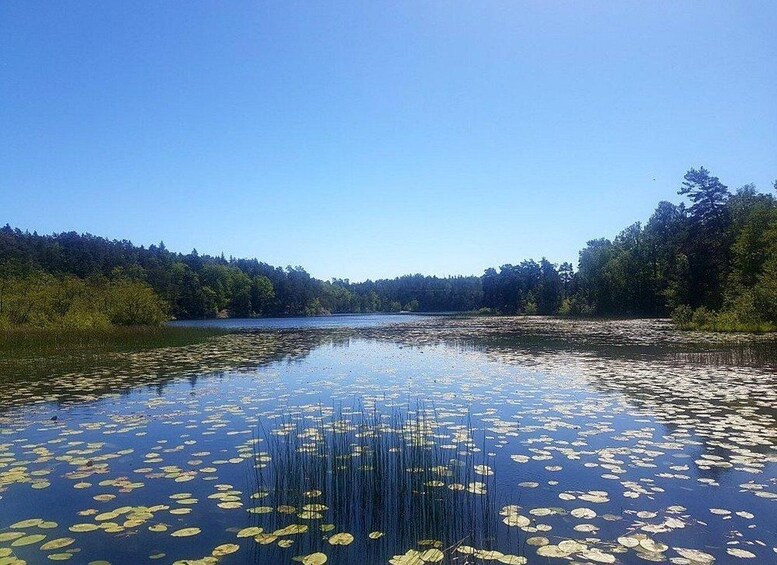 A lake with lily pads and surrounded by dense forest. 3