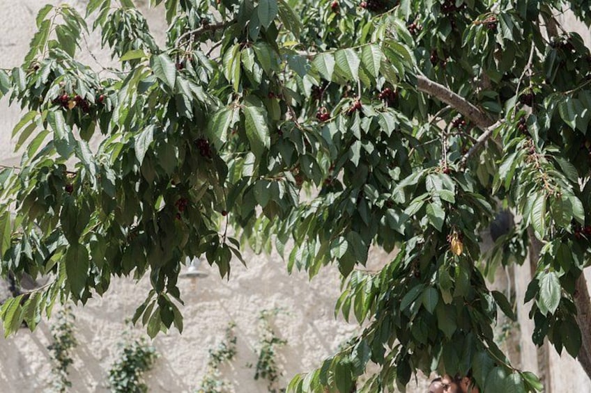 A tree with green leaves and red fruits, possibly cherries, against a blurred background. 5