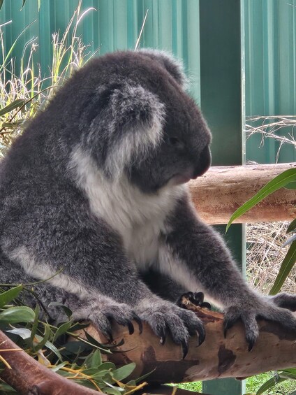 A koala sitting on a branch. 5