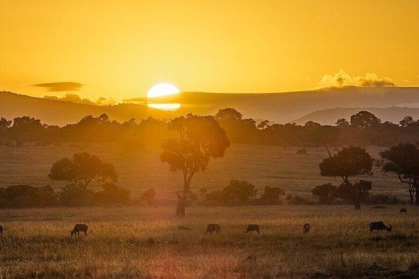 A sunset over a savanna with scattered trees and grazing animals. 1