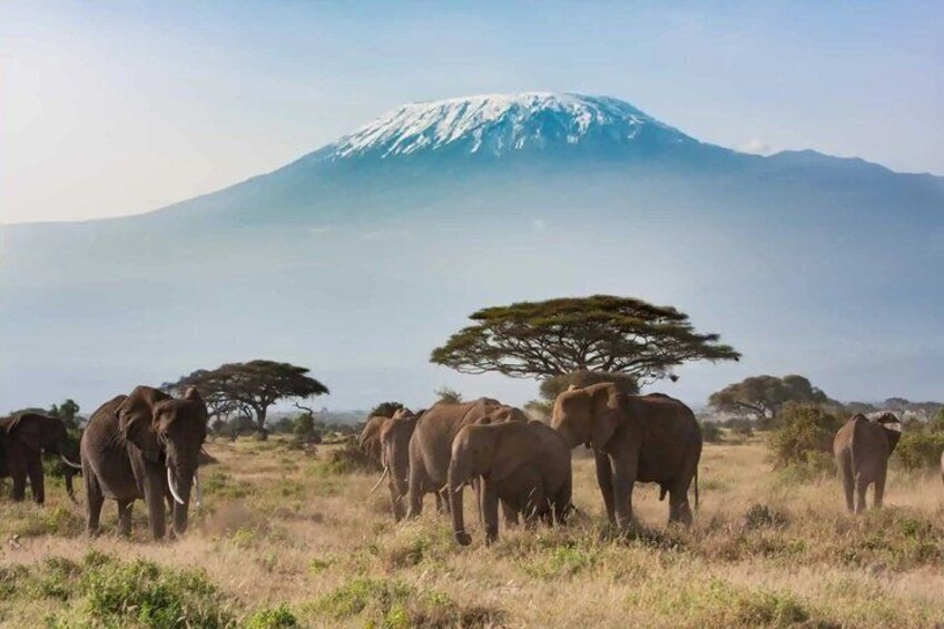 A herd of elephants in a grassy field with a snow-capped mountain in the background. 5