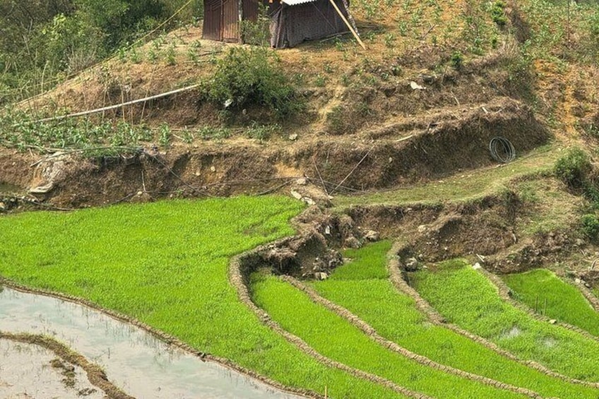 Stufenförmige Reisfelder, eine kleine Holzkonstruktion und ein Hügel mit spärlicher Vegetation. 3