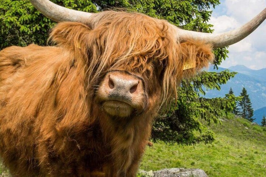A Highland cow with large horns and shaggy fur. 5