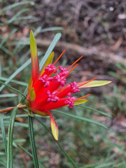 A red flower with yellow leaves and green stems. 4