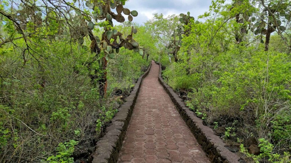 A narrow stone pathway flanked by dense green vegetation and trees. 3