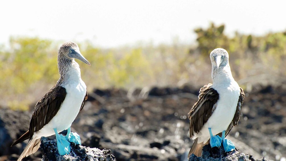 Two birds with blue feet standing on rocks. 2