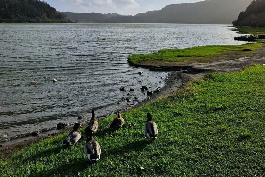 A lake with ducks on the shore and a grassy area. 2